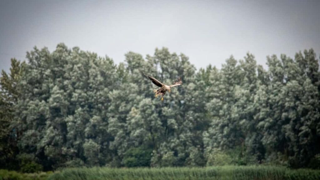 Yadda Masu Rubutun Facebook Na Nigeria Zasu Haɗa Kai Da Masu Talla Na China A 2025