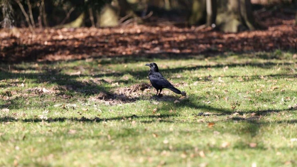 Yadda Facebook Bloggers na Nigeria Zasu Hada Kai da Advertisers na USA a 2025