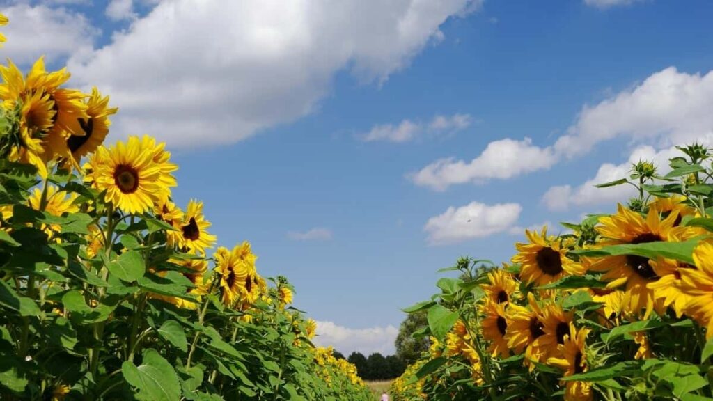 How Nigeria Instagram bloggers can collaborate with Cameroon advertisers in 2025