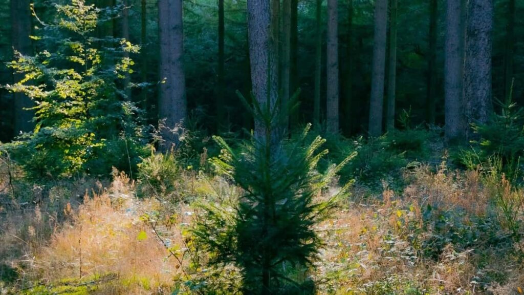 2025 Kenya Telegram AllCategory Advertising Rate Card Nigeria Perspective