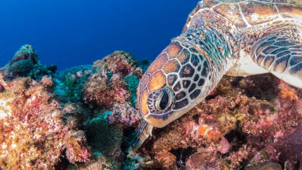 2025 Portugal Pinterest AllCategory Advertising Rate Card for Nigeria