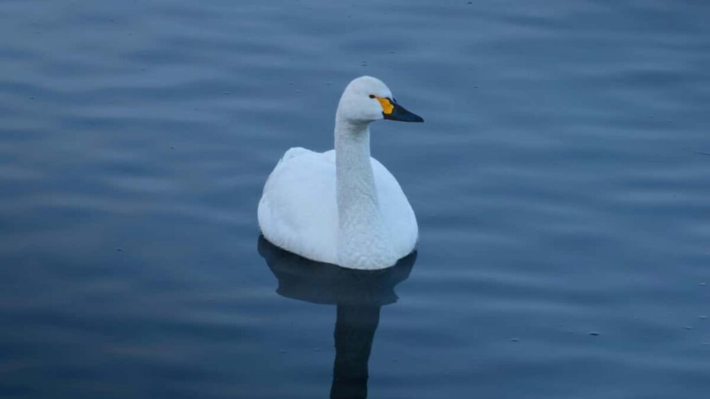 2025 India YouTube AllCategory Advertising Rate Card for Nigeria Market