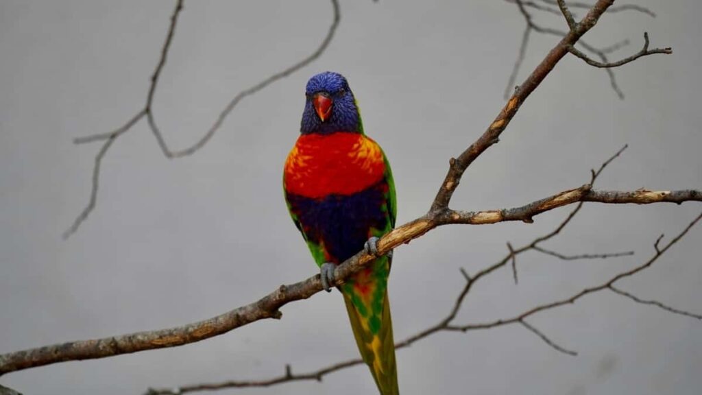 2025 India Snapchat AllCategory Advertising Rate Card don Nigeria