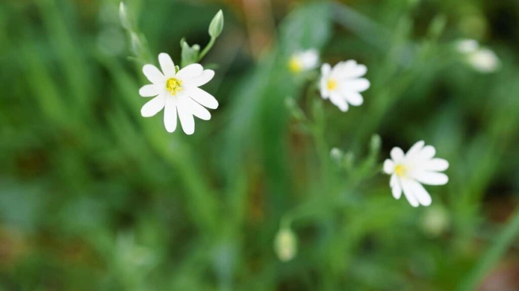 2025 Belgium YouTube Tallafin Tallace Tallace Na Duniya Duka