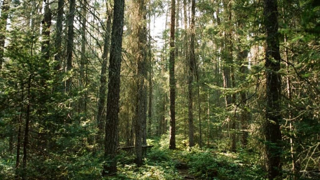 2025 Indonesia Snapchat Dukkan Tallace Tallace Farashi Na Dukkan Rukuni