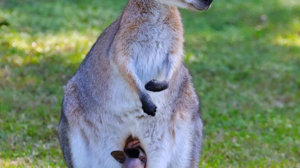 2025 Netherlands TikTok Talla Tallace Tallafi a Kasar Nigeria