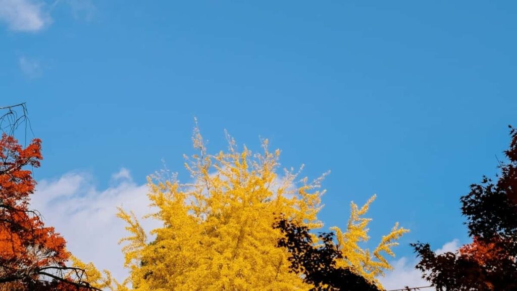 2025 Netherlands Telegram Tallafin Talla Da Farashin Su Duka