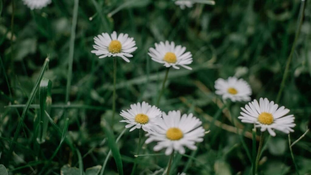 2025 Belgium YouTube Tallafi Farashi Don Kasuwar Nigeria