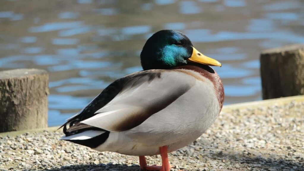 2025 United Arab Emirates Pinterest All-Category Advertising Rate Card Nigeria