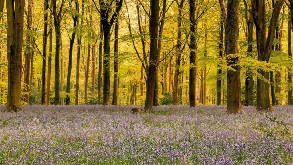 2025 Portugal Twitter Talla Dukkan Tallace Tallace Farashi