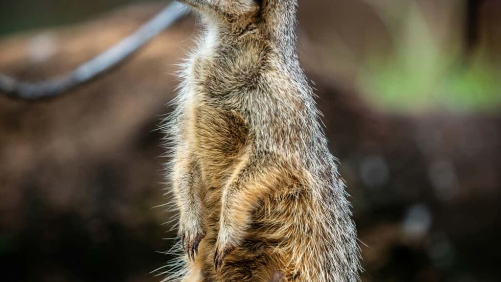 2025 United States Pinterest San Duniya Tallan Kudin Farashi