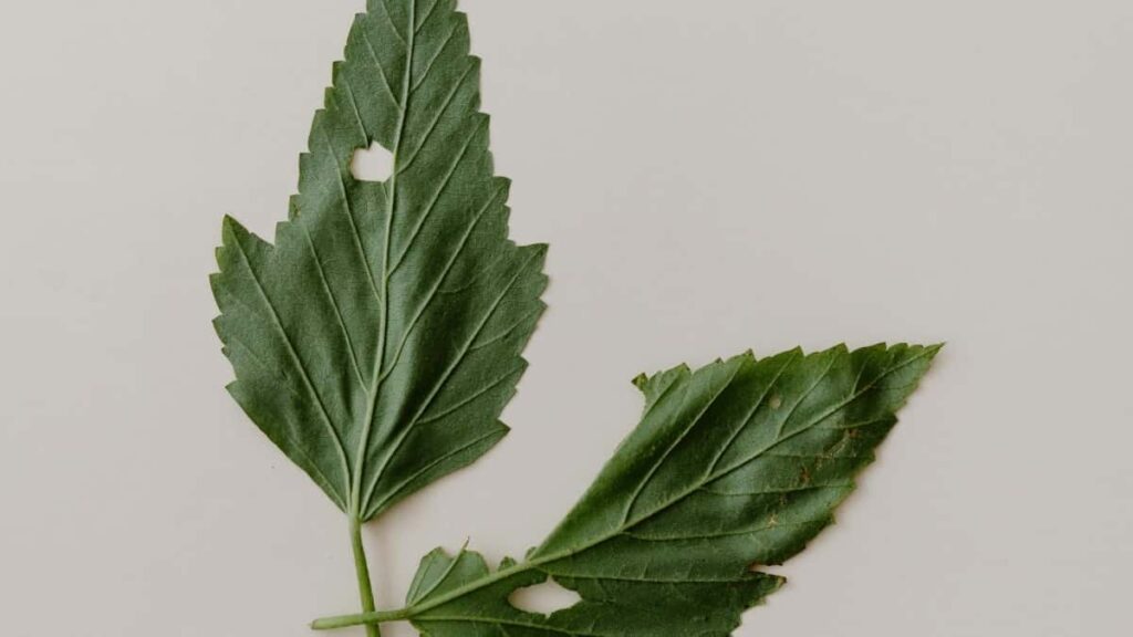 2025 Japan Instagram Tallafin Talla Farashi Don Nigeria Kasuwa