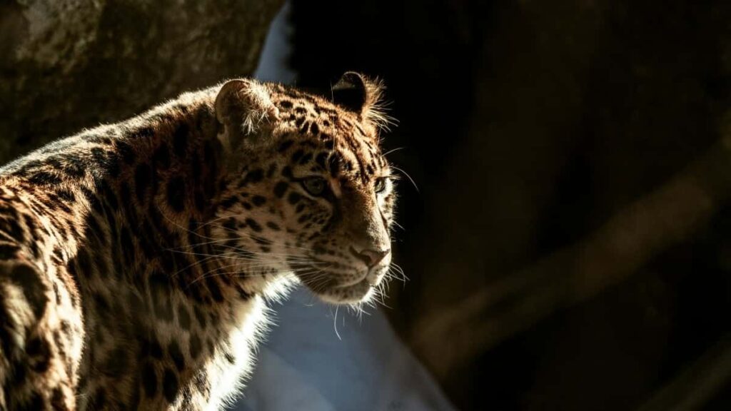 2025 South Korea Facebook AllCategory Advertising Rate Card Nigeria