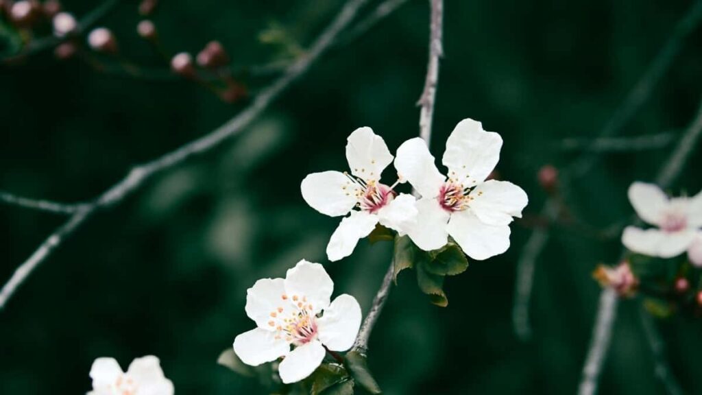 2025 China Telegram Tallafin Talla Farashin Jagora Don Nigeria