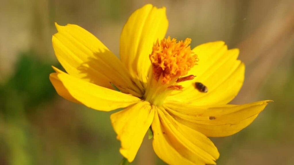 2025 Germany YouTube Talla Tallan Talla Farashi Don Nigeria Kasuwa