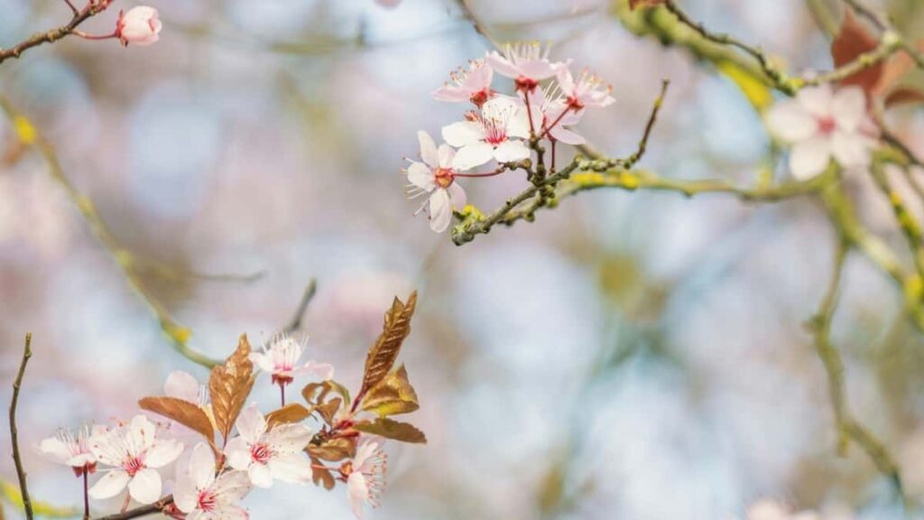 2025 Brazil Snapchat Talla Tallan Tallace Tallace Na Dukkan Rukuni