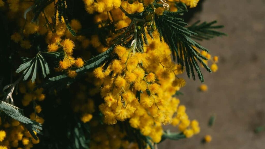 Farashin Tallan Pinterest A Faransa Shekarar 2025 Ga Najeriya