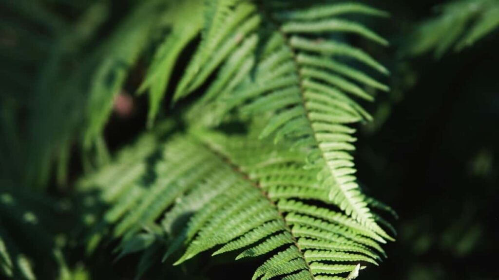 Sabon Farashin Talla Na Snapchat A Masar Shekarar 2025 Ga Nigeria