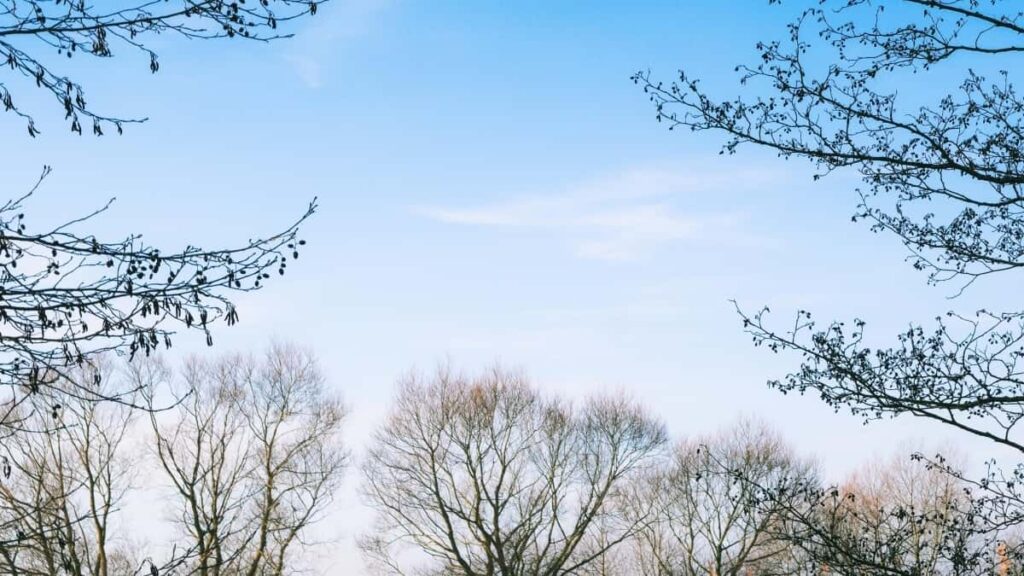 2025 Belgium Twitter Tallan Kasuwa Da Farashin Talla