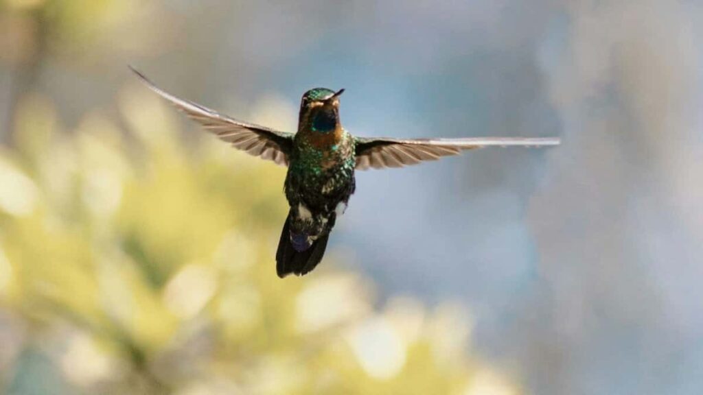 2025 India Twitter Talla Tallafi Farashi Ga Masu Kasuwa Na Nigeria