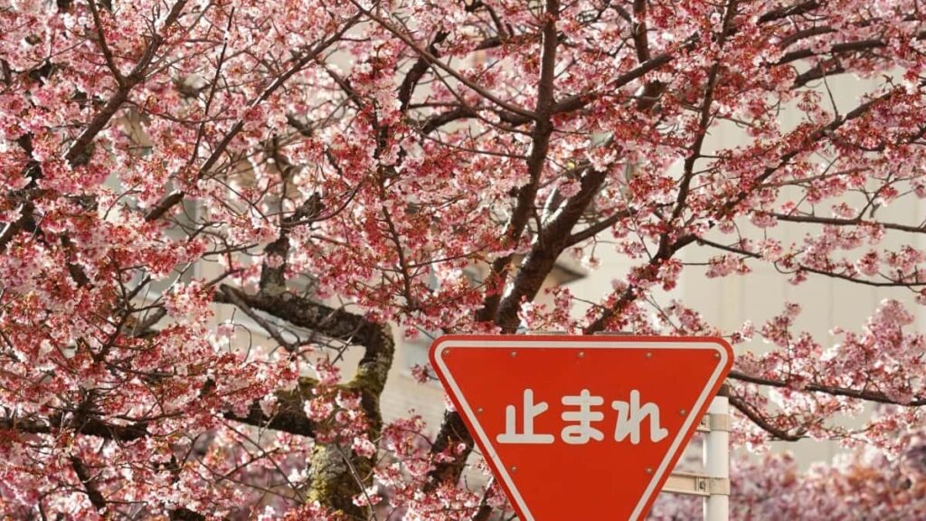 2025 Netherlands Telegram Dukkan Tallace Tallace Farashi Jagora