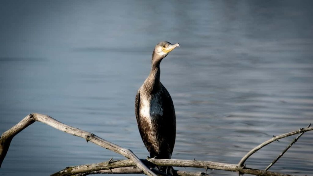 2025 Germany Telegram Tallafin Talla Farashi Don Yan Najeriya
