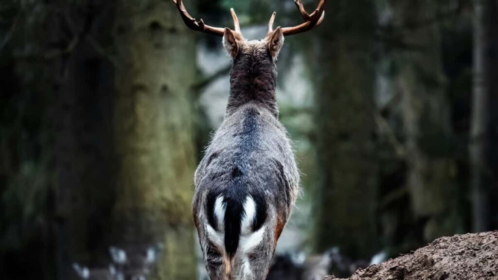 2025 United Arab Emirates YouTube Tallafin Farashi Nigeria Kasuwa