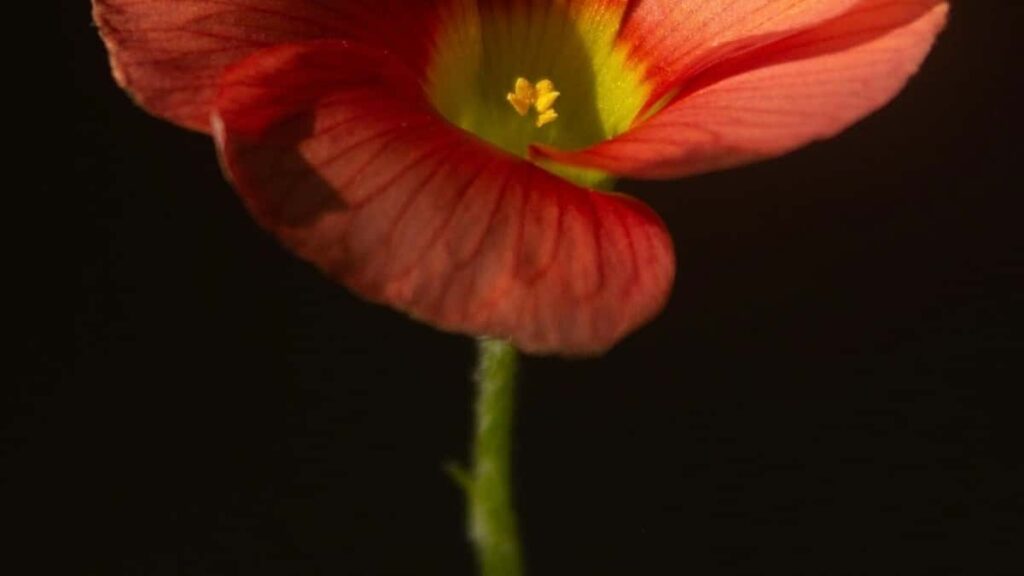 2025 India Telegram Sanin Nauyin Talla Farashin Kasuwa