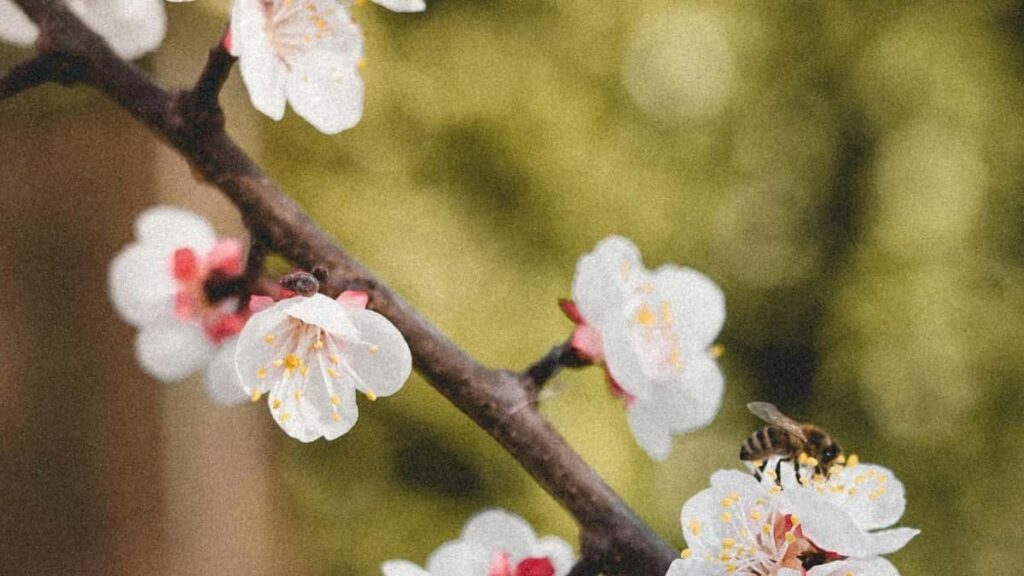 Nigerian creators, here’s how to apply for Shopee Kuwait affiliate program and make real money online with local tips.