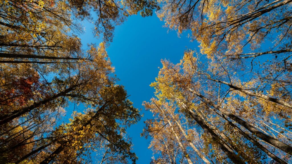 Koyi yadda za ka yi amfani da Reddit da yanayin Paraguay don tallata brand dinka ga niche masu amfani a Nigeria.