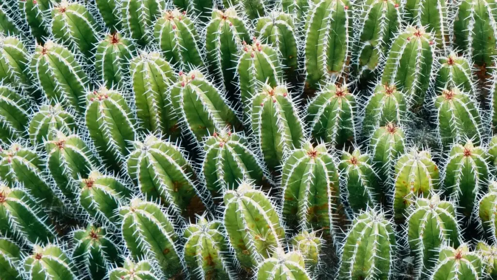 Koyi yadda za ka isa ga alamomin Ecuador a Amazon don yin review na kayan kyau da fata cikin sauki daga Najeriya.