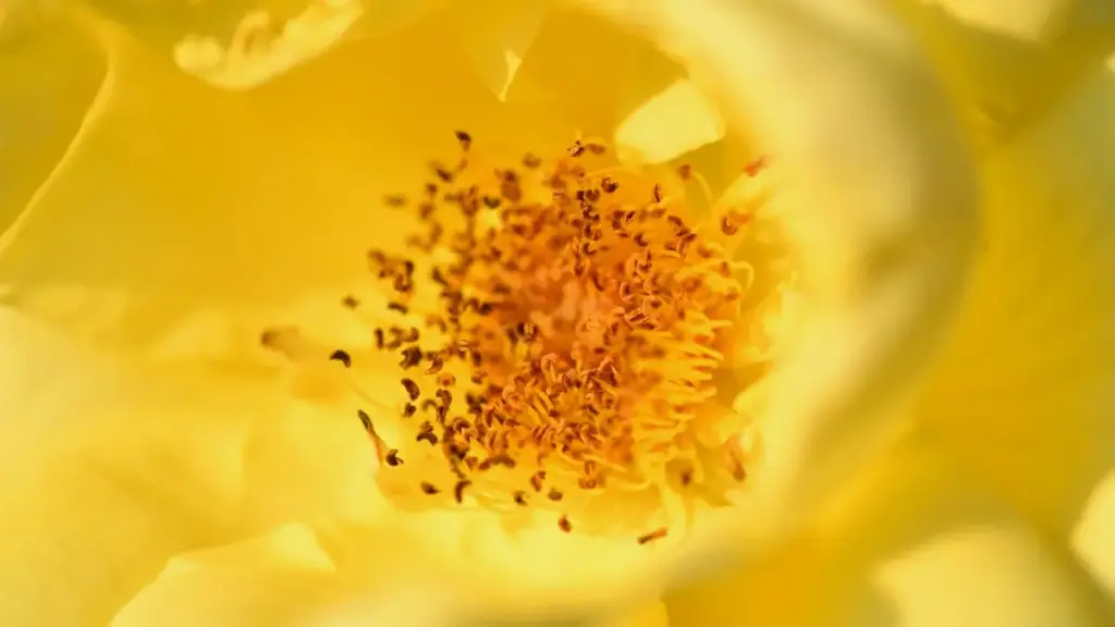 Jagora ga masu talla a Najeriya: yadda za a gano creators daga Argentina masu hulɗa da Hulu don ƙara ganin samfur ta hanyar exposure.