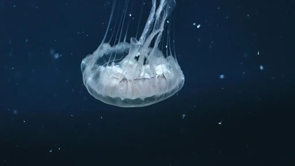 Jagora mai sauƙi ga masu talla a Najeriya: yadda za a nemo masu ƙirƙira daga Bulgaria waɗanda zasu juya mabiya su zuwa masu siya a Shopee — dabaru, kayan aiki, da yadda ake auna ROI.