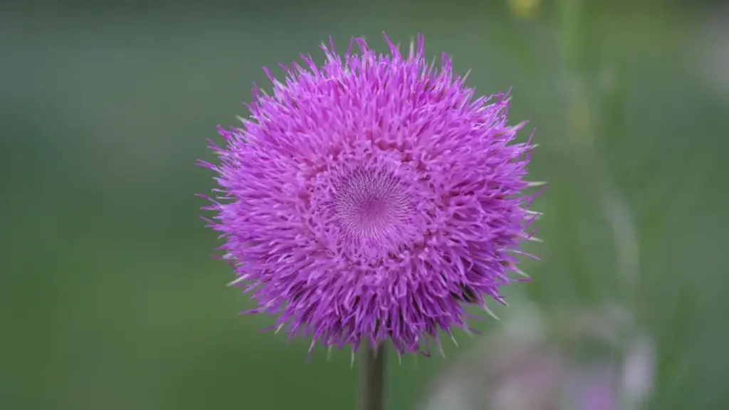 Jagora ga 'yan talla a Najeriya: yadda za ku gano masu ƙirƙira na Cyprus Line don gwada bukatar kasuwa da rage haɗari.