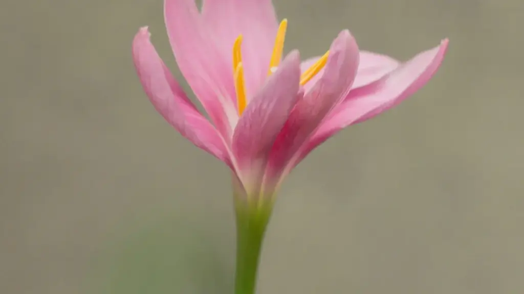 Jagora mai amfani ga masu talla a Najeriya: yadda za a gano, tantance, da rufe yarjejeniyar fixed‑fee tare da Lazada creators a United Kingdom.