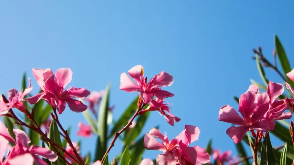 Matakai na gaske don gano Ireland ShareChat creators da yadda zasu taimaka wajen haɓaka social engagement a kasuwa.