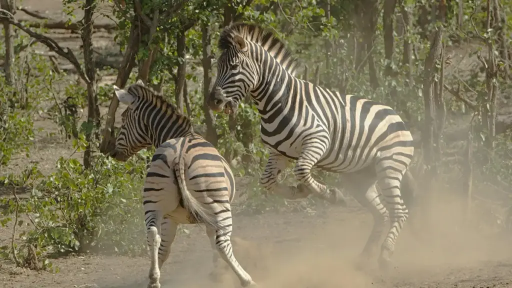 Jagora mai aiki don masu talla a Najeriya: yadda za ku gano masu kirkira a Oman a Apple Music don tallata dandamalin koyarwa na kan layi.