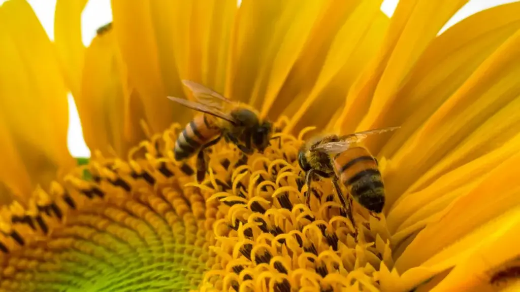 "Jagora mai sauki ga masu ƙirƙira a Nigeria: yadda za ka isa ga kamfanonin Qatar da ke kan Hulu don su turo maka PR packages, da matakai, fa'idodi, da haɗin kai masu amfani."