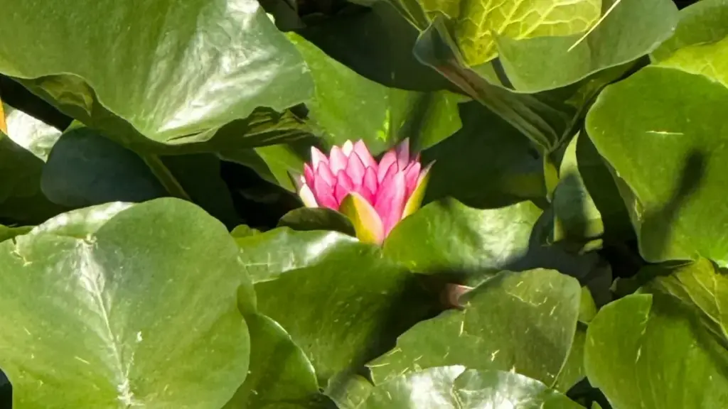 "Pragmatic guide don yan ƙirƙira daga Najeriya: yadda zaka samu brands na Faransa ta Facebook, tattaunawa akan flat-fee, da yadda za ka guji scam."