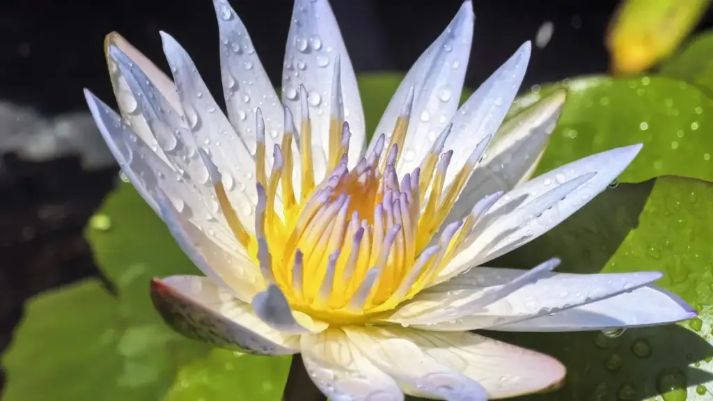 Jagora mai sauƙi ga masu ƙirƙira daga Najeriya kan yadda zasu tuntuɓi brands daga Algeria ta KakaoTalk don haɗin gwiwar cross-promo.