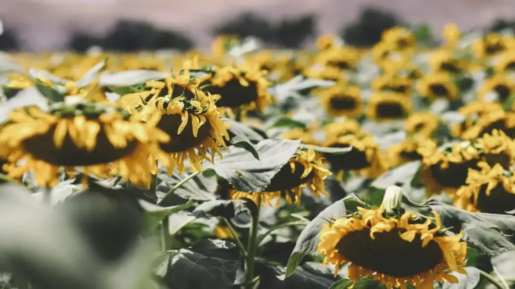 "Jagora ga 'yan Nigeria: yadda zaka nemi hadin gwiwa da kamfanonin Montenegro ta amfani da ShareChat, matakai masu aiki, da inda BaoLiba zai taimaka."