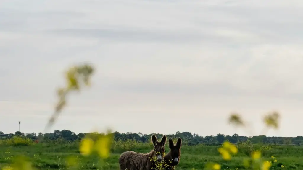 "Jagora na Hausa ga masu ƙirƙira abun ciki: yadda za a tuntubi China brands a Shopee don raba wardrobe haul videos cikin salo, aminci, da tasiri."