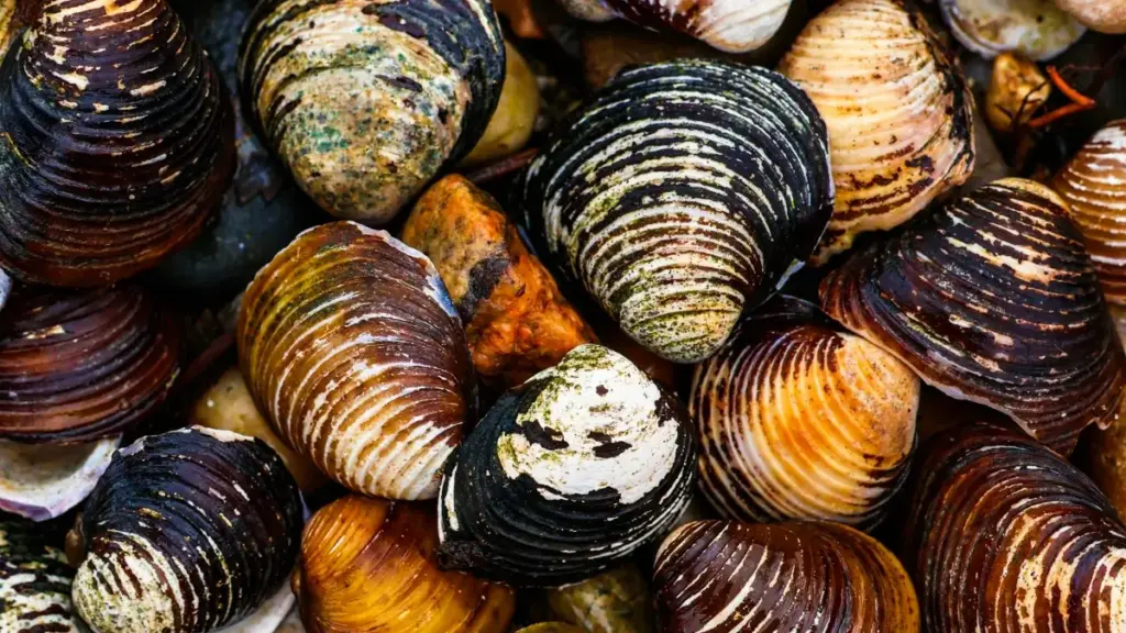 Matakai da dabaru ga masu ƙirƙira daga Najeriya don tuntuɓar kamfanonin Tunisia da ke hannun Hulu don samun damar yin rikodin bayan-fage (BTS).