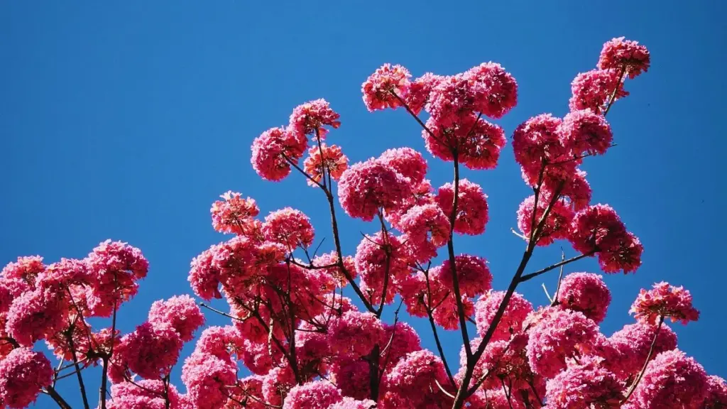 Jagora mai amfani ga masu ƙirƙira a Nijeriya: yadda za a isa ga brands na UAE a Instagram, kafa haɗin gwiwa don giveaways, da yadda RiseAlive da dabaru na data-driven za su taimaka.