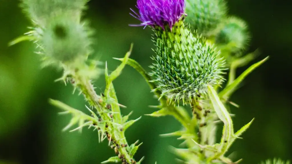 Jagora na Hausa ga 'yan talla a Najeriya: yadda za a gano creators na Rasha a Takatak don kamfen na affiliate, tsarin bincike, da matakan amma.