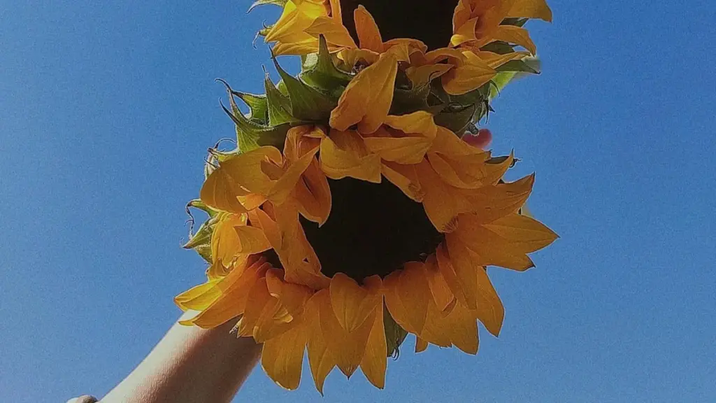 Koyi yadda 'yan Najeriya zasu samu Bulgaria Roposo creators don hadin gwiwa a vlogs na ayyukan gaskiya cikin sauki.