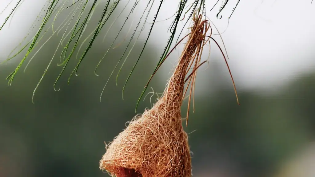 "Jagora mai sauƙi ga yan kasuwa na Najeriya: yadda zaku gano, tantance, da haɗa kai da vkontakte creators daga Bulgaria don kamfen na micro-influencers."