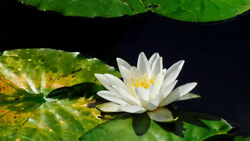 Yadda 'yan kasuwa daga Najeriya za su nemo kuma haɗa kai da masu sayarwa/creators a Cyprus akan eBay domin ƙaddamar da sabon health supplement cikin sauri.