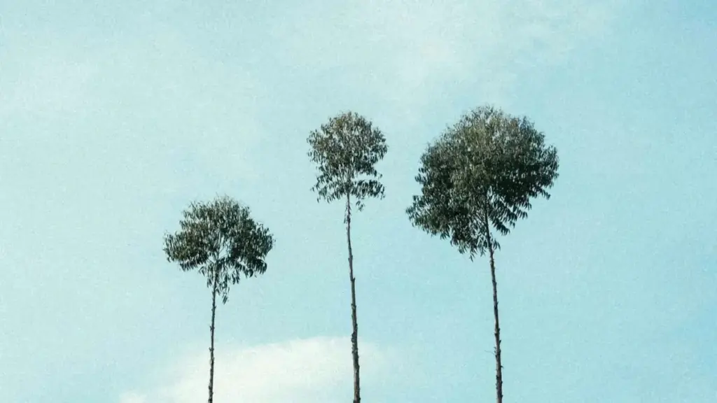 Jagora na hausa ga masu talla a Nigeria: dabaru na neman creators daga Luxembourg don product seeding a Shopee da kuma yadda za a auna ROI.