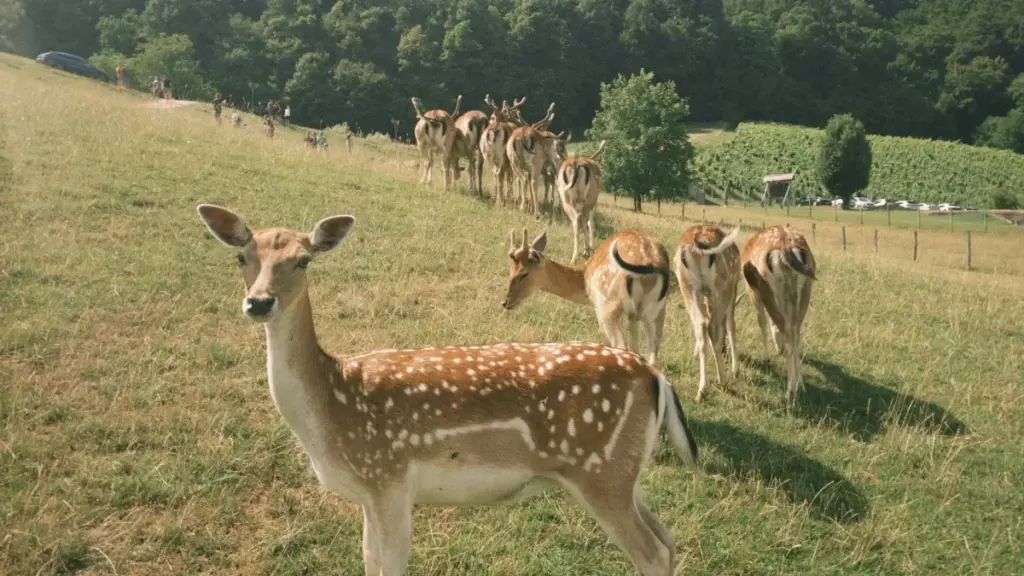 Jagora mai sauƙi ga creators daga Nigeria: dabaru, misalai, da templates don kaiwa ga brands a Masar akan Instagram domin video reaction na waƙoƙi.